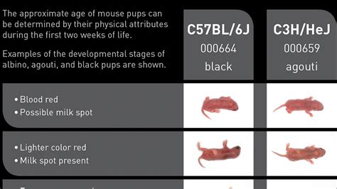 jax mice|jax mice age chart.